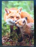 FOX ART CARDS - KIT FOX