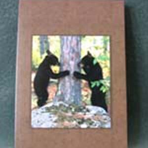 Art Card Bear Cub Peek-A-Boo