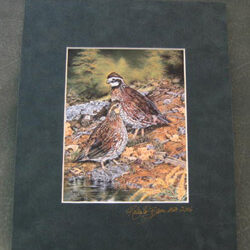 BOBWHITE PRINT - SIGNED