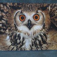 Hoo Hoo Art Card