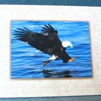 EAGLE ART CARD - FISHING BALD EAGLE