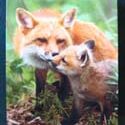 FOX ART CARDS - KIT FOX